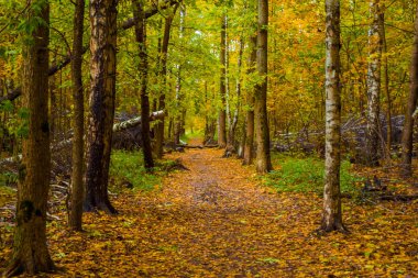 orman sonbahar ağaçlarda. düşen ağaçlar