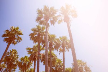 Türkiye Ichmeler plajda palmiye ağaçları. 