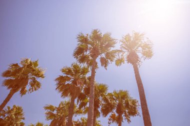 Türkiye Ichmeler plajda palmiye ağaçları. 