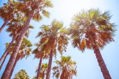 Türkiye Ichmeler plajda palmiye ağaçları. 