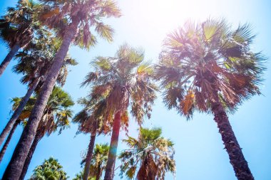 Türkiye Ichmeler plajda palmiye ağaçları. 