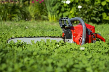 Testere çim üzerinde yalan