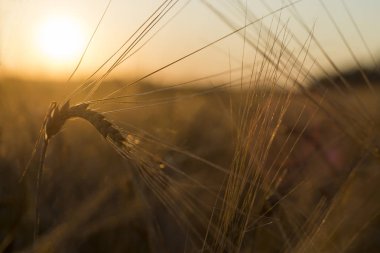 Çavdar Tahıl hasat çavdar sahada.