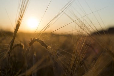 Çavdar Tahıl hasat çavdar sahada.
