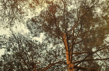 Çam ağaçları, aşağıdan gökyüzüne doğru görüntülemek