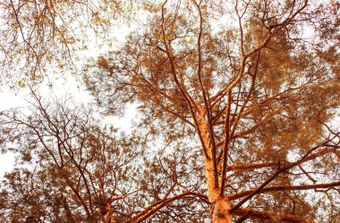 Çam ağaçları, aşağıdan gökyüzüne doğru görüntülemek