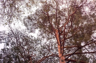 Çam ağaçları, aşağıdan gökyüzüne doğru görüntülemek