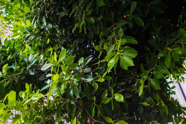 Türkiye'de portakal ağacı dalları