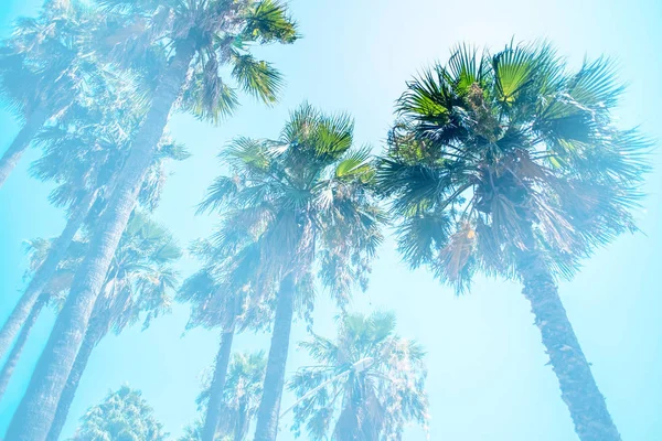 棕榈树在 Ichmeler 海滩土耳其 — 图库照片