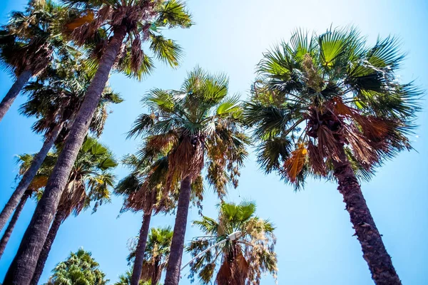 Palmbomen Ichmeler Strand Turkije — Stockfoto