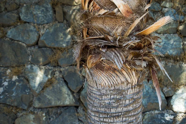 Bir taş zemin üzerine bir palmiye ağacının gövde doku duvar