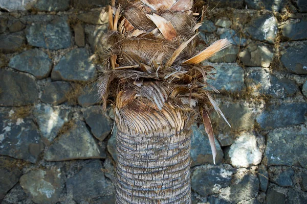 Bir taş zemin üzerine bir palmiye ağacının gövde doku duvar