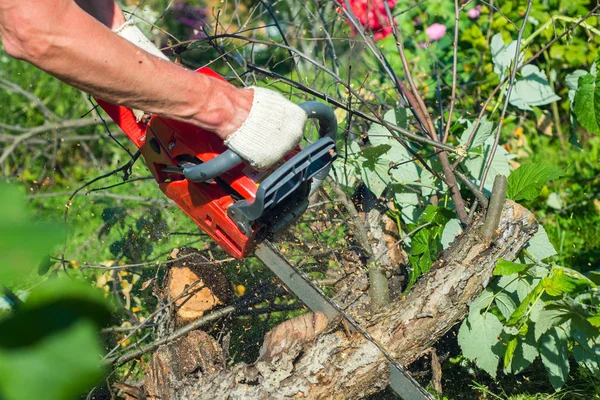 Man Chainsaw Sawing Tree Plot Cherry — Stock Photo, Image