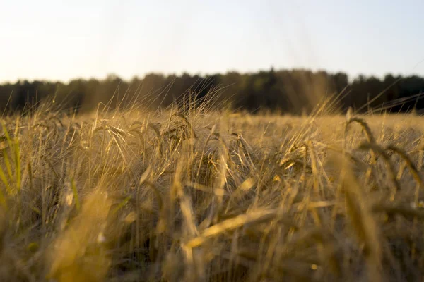 Rye Grain Harvest Rye Field — Stock Photo, Image