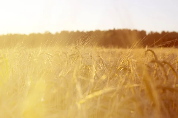 Rye Grain Harvest Rye Field — Stock Photo, Image