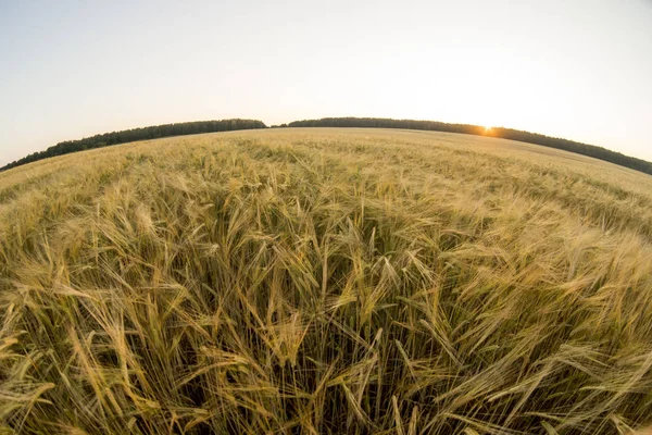 Rye Grain Harvest Rye Field Fisheye — Stock Photo, Image