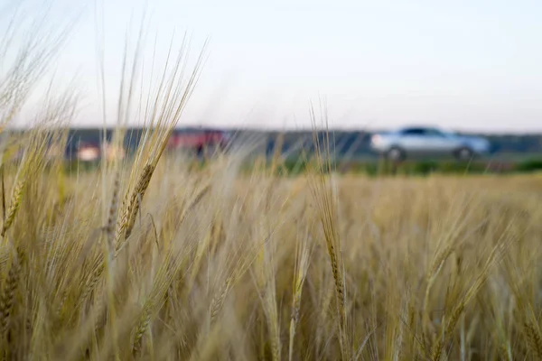 Rye Grain Harvest Rye Field — Stock Photo, Image