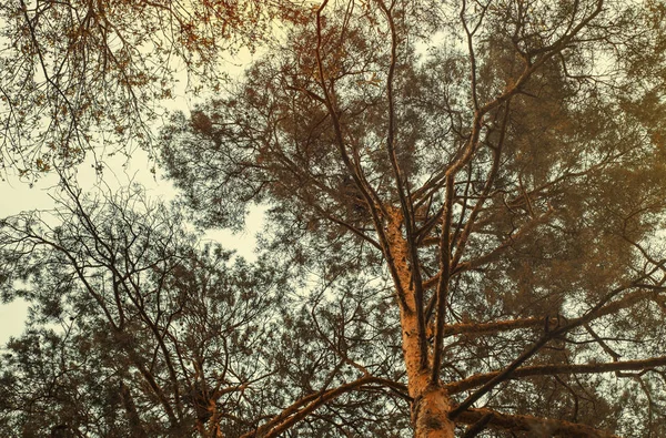 Çam ağaçları, aşağıdan gökyüzüne doğru görüntülemek