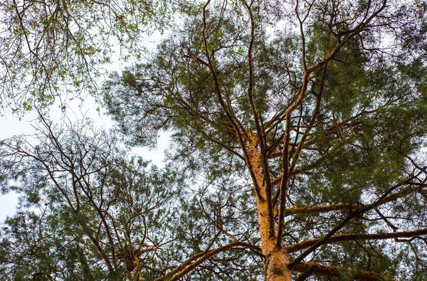 Pijnbomen Bekijken Van Onderen Hemel — Stockfoto