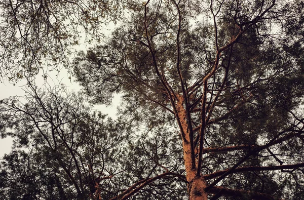 Çam Ağaçları Aşağıdan Gökyüzüne Doğru Görüntülemek — Stok fotoğraf