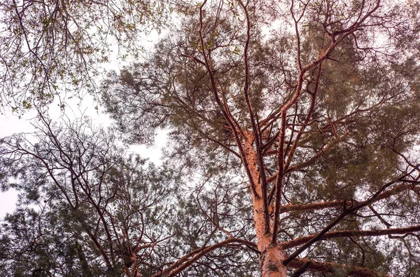 Çam ağaçları, aşağıdan gökyüzüne doğru görüntülemek