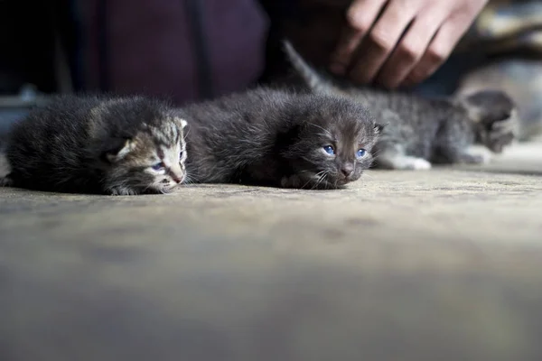 Trzy Kocięta Noworodka Domu — Zdjęcie stockowe