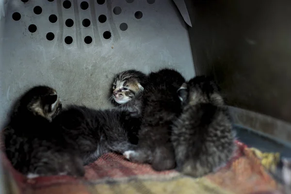 Cinque Gattini Isolati Carry — Foto Stock