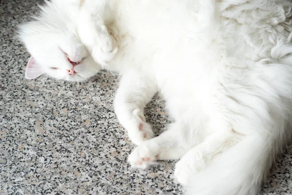 Gato Blanco Está Durmiendo Mesa —  Fotos de Stock