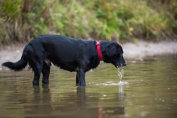 Black Labrador Captura Peixe Lagoa — Fotografia de Stock