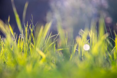 Yeşil makro ot arka plan