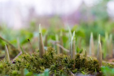 Genç çiçek lahanası Rusya'da
