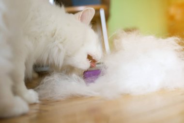 Bir tarak kullanan kadın Albino kedi fırça. Bir fırça çiğneme kedi