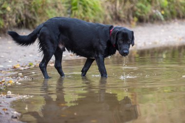 Siyah Labrador balık yakalar