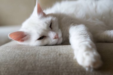 Portre fotoğraf, beyaz kedi 