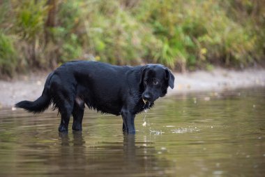 Siyah Labrador balık yakalar