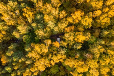 Renkli orman ağaçlarının üstten görünüm