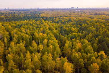 Renkli orman ağaçlarının üstten görünüm