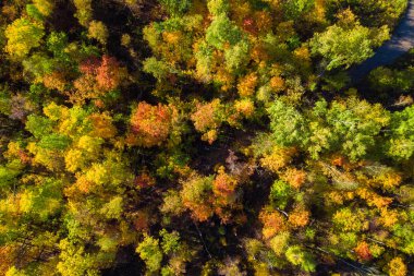 Renkli orman ağaçlarının üstten görünüm