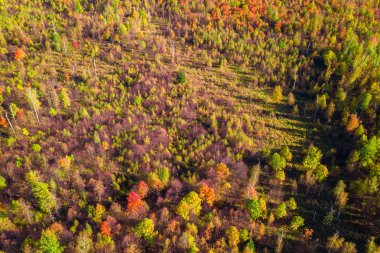 Renkli orman ağaçlarının üstten görünüm