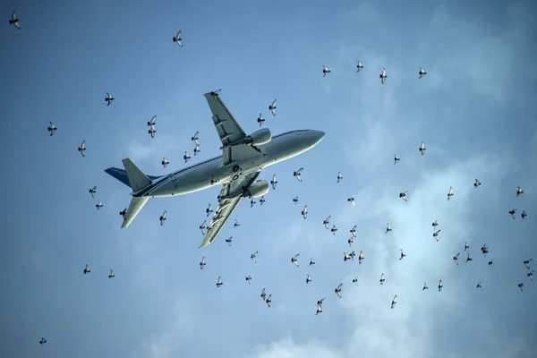 airplane and birds flying