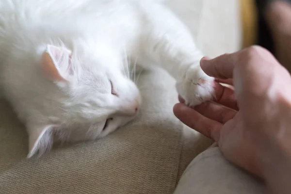 Beyaz Kedi Pençe Kişinin Avuç Içinde Verir — Stok fotoğraf