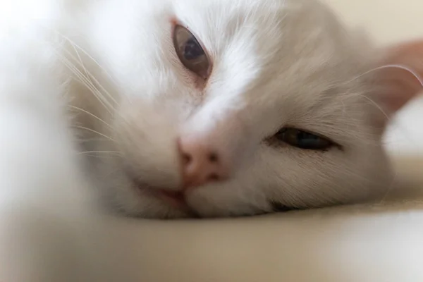 Portrait Photo White Cat — Stock Photo, Image