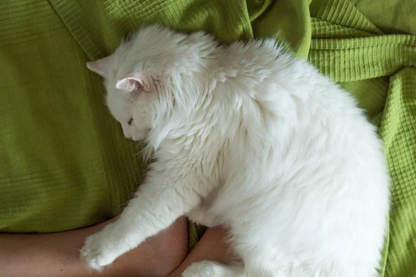 White fluffy cat lies at the feet of a girl