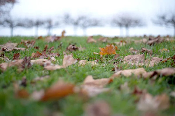 Maple Leaves Grass — Stock Photo, Image