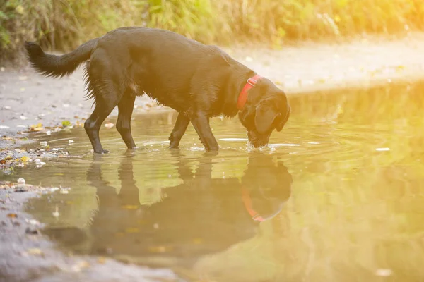 Black Labrador Captura Peixe Lagoa — Fotografia de Stock