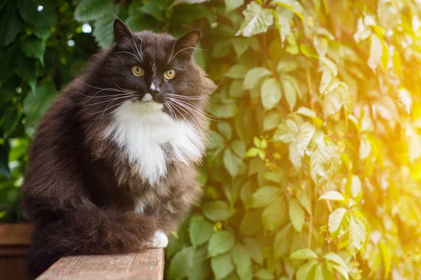 猫坐在门廊的栏杆上 靠在葡萄的背景下 — 图库照片