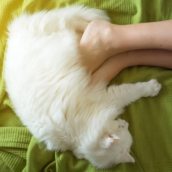 White Fluffy Cat Lies Feet Girl — Stock Photo, Image