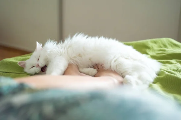 Белая Пушистая Кошка Лежит Ног Девушки — стоковое фото
