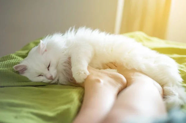 White Fluffy Cat Lies Feet Girl — Stock Photo, Image