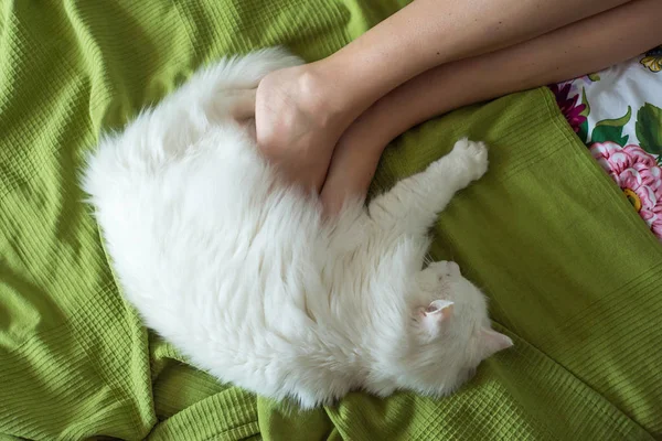 Biały Puszysty Kot Leży Stóp Dziewczyna — Zdjęcie stockowe